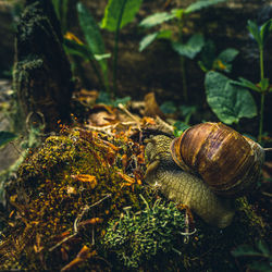 Close-up of snail on a plant