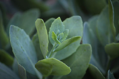 Close-up of plant