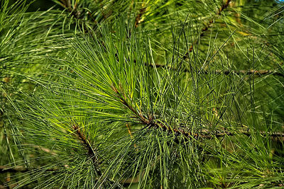 Full frame shot of green leaves