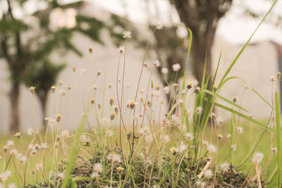 Close-up of flowering plants on land