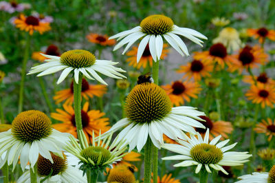 Close-up of white flowers growing on field