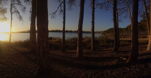 Panoramic shot of trees on field against sky