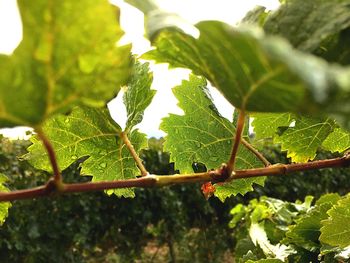 Close-up of fresh green plant