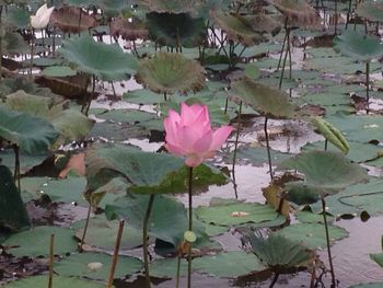 Close-up of pink flowers floating on water