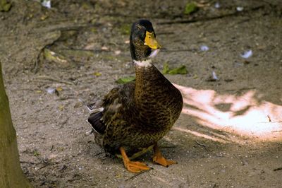 Close-up of duck in water