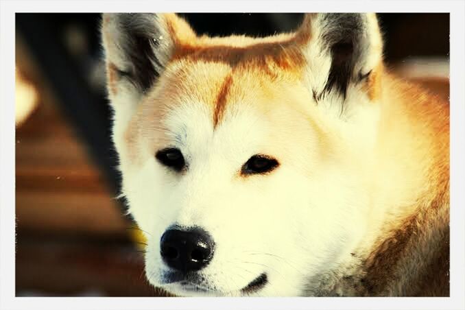 one animal, animal themes, pets, dog, domestic animals, mammal, siberian husky, animal head, close-up, day, no people, outdoors, portrait, nature