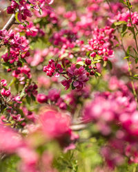 Close-up of pink flowers