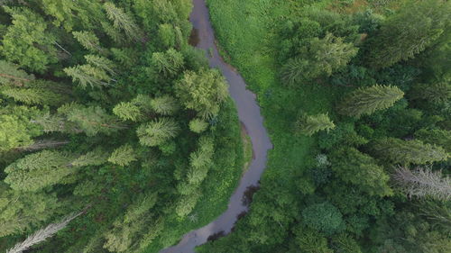 High angle view of river amidst trees growing in forest