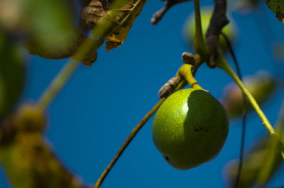 Low angle view of fruits on tree against sky