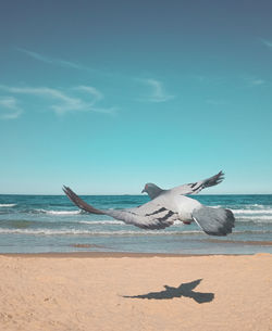 Dove flying on the beach