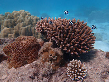 Close-up of fish underwater