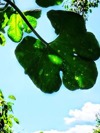 Low angle view of fresh green leaves against sky