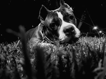 Close-up portrait of a dog looking away