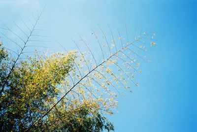 Low angle view of flowering plants against clear blue sky