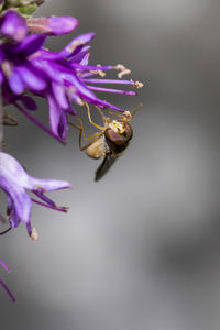 Close-up of bee on purple flower