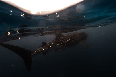 Fish swimming in sea