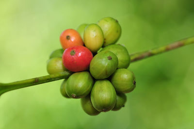 Close-up of cherries on plant