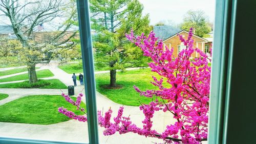 Pink flowers on tree