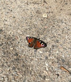High angle view of butterfly on ground