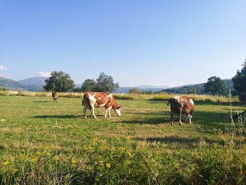 Horses grazing in a field