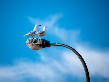 Low angle view of seagull perching on street light