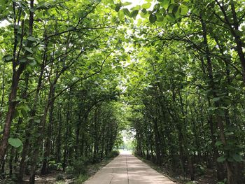 Empty road amidst trees in forest