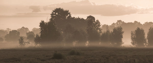 Trees on field against sky