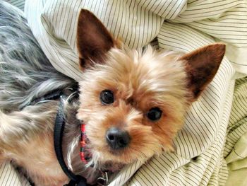 Close-up portrait of dog