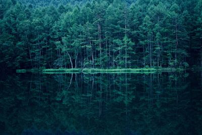Scenic view of lake by trees in forest