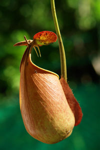 Close-up of pitcher plant