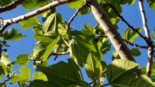Low angle view of tree against sky