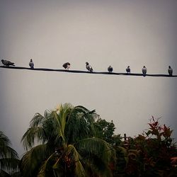 Low angle view of birds perched against clear sky