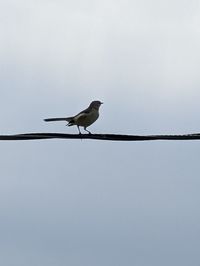 bird