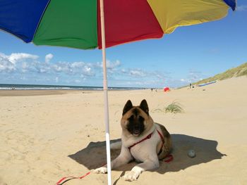 Dog on beach