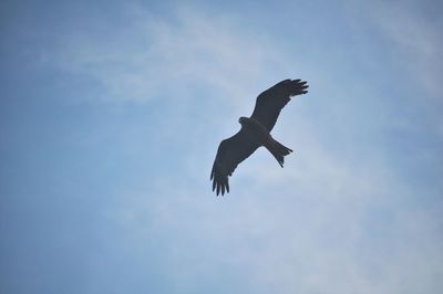 Low angle view of eagle flying against sky