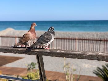 Bird perching on railing against sea