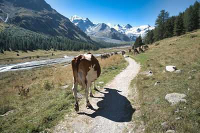 A cow follows the rest of the herd on mountain trail near alpine glaciers in the swiss alps