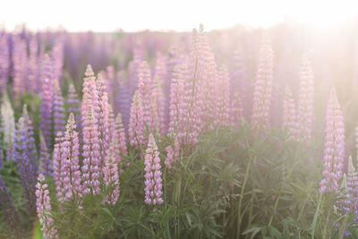 Close-up of purple flowering plants on land