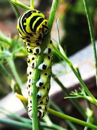 Close-up of insect on plant
