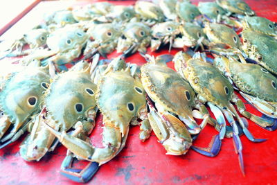 Crabs at market for sale