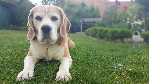 Portrait of dog on field