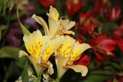 Close-up of yellow flowering plant