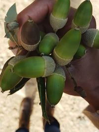 Close-up of prickly pear cactus