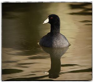 Close-up of bird on lake