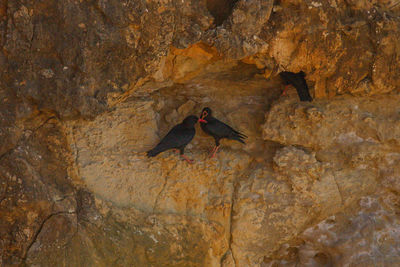 Low angle view of bird perching on rock