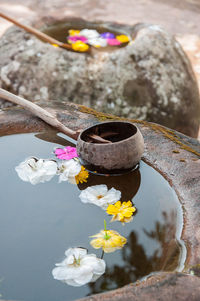 High angle view of water lilies on rock