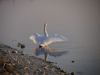 Rear view of a swan in water