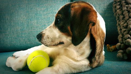 Close-up of dog with ball on sofa