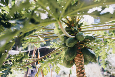 Papayas growing on tree