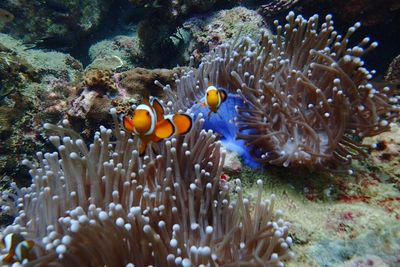 Fish swimming in sea